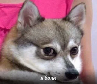 🐺 emoji чикибамбони Telegram sticker 23 of 77
