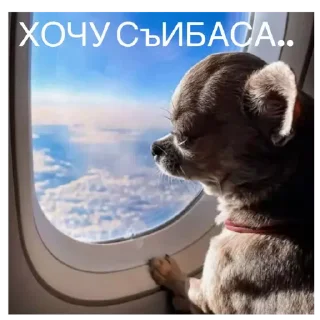 Sticker from Прикол