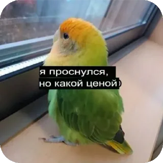 Sticker from Мемная кладовая