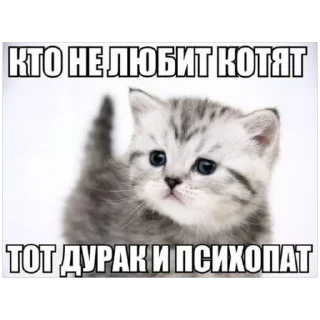 🐱 emoji мяу by @nik0naxx Telegram sticker 22 of 95