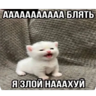 😡 emoji мяу by @nik0naxx Telegram sticker 12 of 95