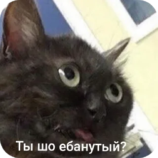 🐱 emoji With love from Droid ➡️ @Ctikerubot Telegram sticker 13 of 53