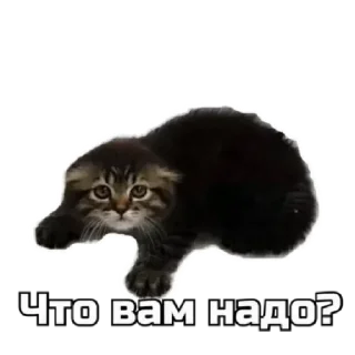🥹 emoji коты Telegram sticker 17 of 62