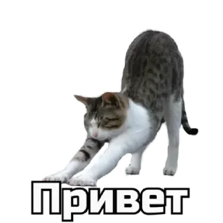👋 emoji коты Telegram sticker 1 of 62
