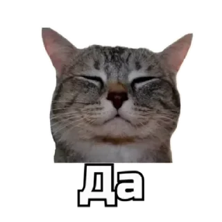 👍 emoji коты Telegram sticker 20 of 62