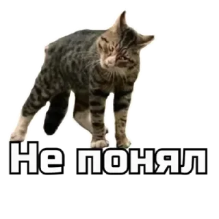 😡 emoji коты Telegram sticker 14 of 62