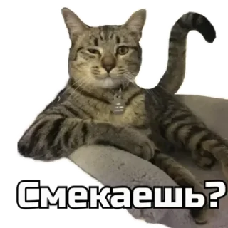 😏 emoji коты Telegram sticker 19 of 62