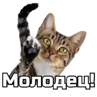 🖐️ emoji коты Telegram sticker 8 of 62