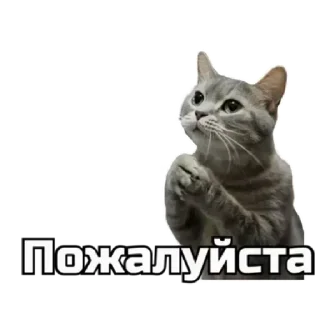 🙏 emoji коты Telegram sticker 10 of 62