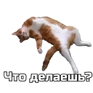 🤔 emoji коты Telegram sticker 2 of 62