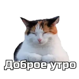 ☀️ emoji коты Telegram sticker 6 of 62