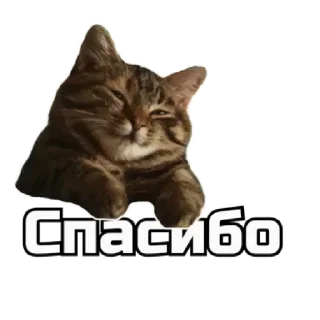 😘 emoji коты Telegram sticker 9 of 62