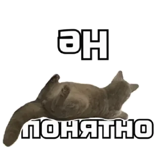 🧐 emoji коты Telegram sticker 13 of 62