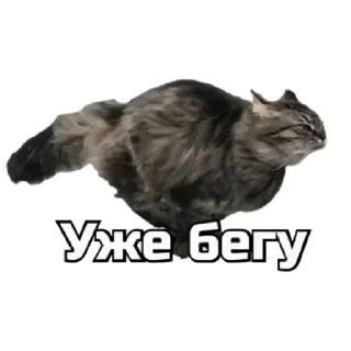 🏃 emoji коты Telegram sticker 11 of 62