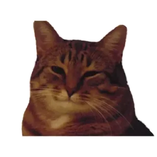 😏 emoji коты Telegram sticker 3 of 62