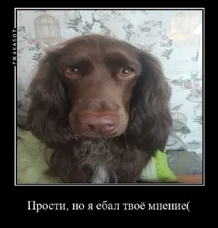 🥺 emoji Залупа ккя-тт Telegram sticker 10 of 37