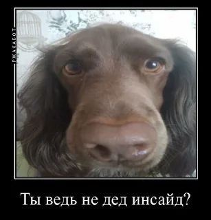 🧐 emoji Залупа ккя-тт Telegram sticker 6 of 37