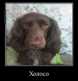 🥺 emoji Залупа ккя-тт Telegram sticker 2 of 37