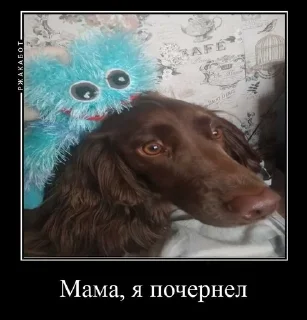 😣 emoji Залупа ккя-тт Telegram sticker 20 of 37