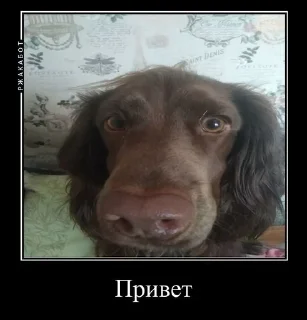 ☺️ emoji Залупа ккя-тт Telegram sticker 15 of 37
