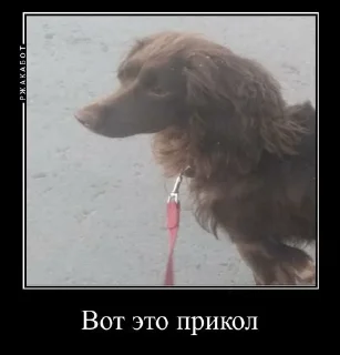 🤯 emoji Залупа ккя-тт Telegram sticker 1 of 37