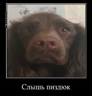 😡 emoji Залупа ккя-тт Telegram sticker 8 of 37