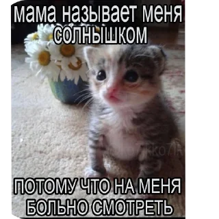 Sticker from бобик