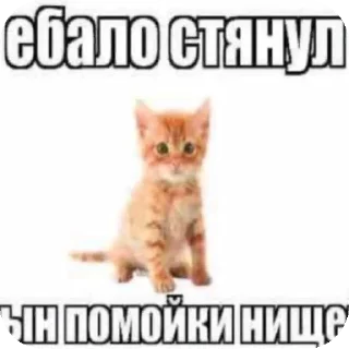 🐱 emoji Random bilya @TgEmodziBot Telegram sticker 8 of 90