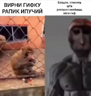 Sticker from Пак си цинь @MoiStikiBot