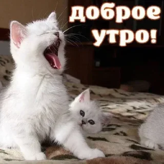 Sticker from Больше стиков тут: @stickery_stickers