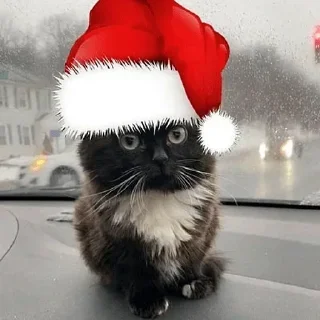 🎄 emoji Больше стиков тут: @stickery_stickers Telegram sticker 13 of 76