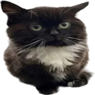 ✋ emoji Больше стиков тут: @stickery_stickers Telegram sticker 2 of 76