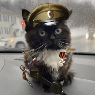 🐈 emoji Больше стиков тут: @stickery_stickers Telegram sticker 15 of 76