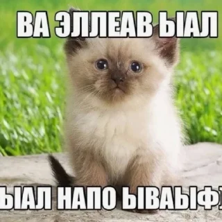 Sticker from Больше стиков тут: @stickery_stickers