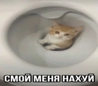 🌟 emoji котяры хуяры by Telegram sticker 10 of 40