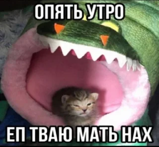 🌟 emoji котяры хуяры by Telegram sticker 12 of 40