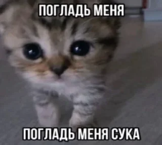 🌟 emoji котяры хуяры by Telegram sticker 24 of 40