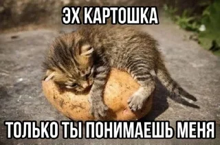 🌟 emoji котяры хуяры by Telegram sticker 23 of 40