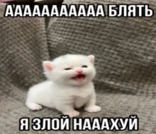 🌟 emoji котяры хуяры by Telegram sticker 17 of 40