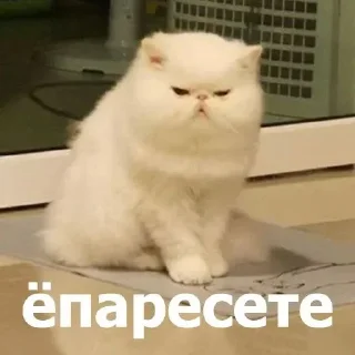 Sticker from Мемасики