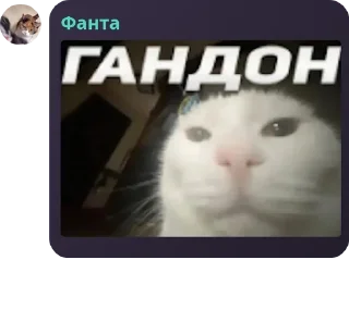 🐨 emoji Мейби бейби хаус pack by @QuotLyBot Telegram sticker 14 of 68