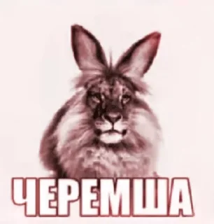 Sticker from ГОЙДА от @Igor36DOIR