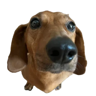 🫥 emoji Чучут Telegram sticker 7 of 16