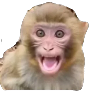 🫥 emoji Чучут Telegram sticker 6 of 16
