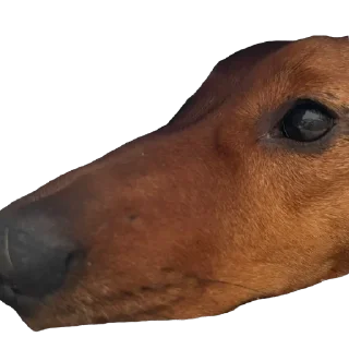 🫥 emoji Чучут Telegram sticker 16 of 16