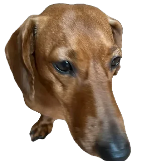 🫥 emoji Чучут Telegram sticker 8 of 16