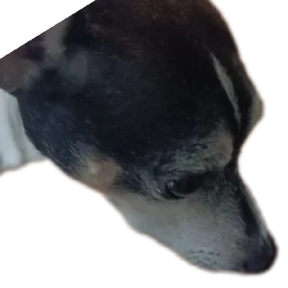😀 emoji Жирный хомяк авокадо валентин Telegram sticker 12 of 23