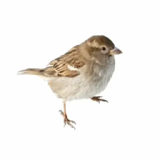 😱 emoji достойные мемы от шлёпки Telegram sticker 9 of 16