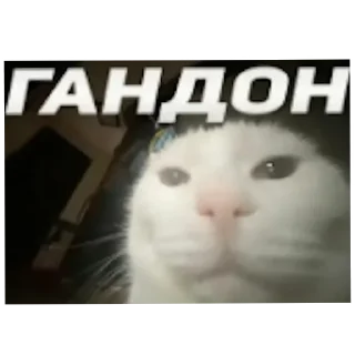 🐱 emoji Мемасики Telegram sticker 11 of 16