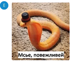 Sticker from 🐍Python Stepik Chat pack by @QuotLyBot